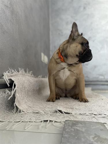 Francuski buldog