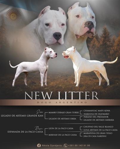 Dogo Argentino puppy