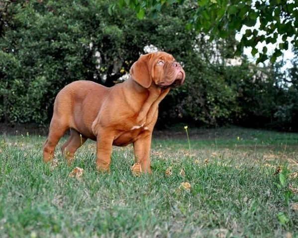 BORDOSKA-DOGA---rezervacija-stenaca