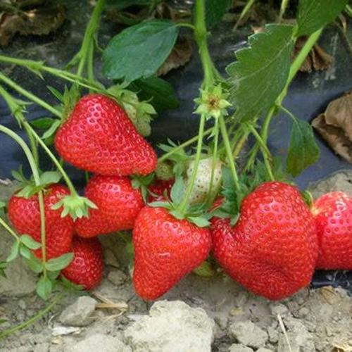 PRODAJA SADNICA JAGODE
MJESECARKE.MAJA.ALBA.
TEL.062780719
C