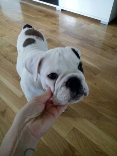 Engleski buldog, musko stene