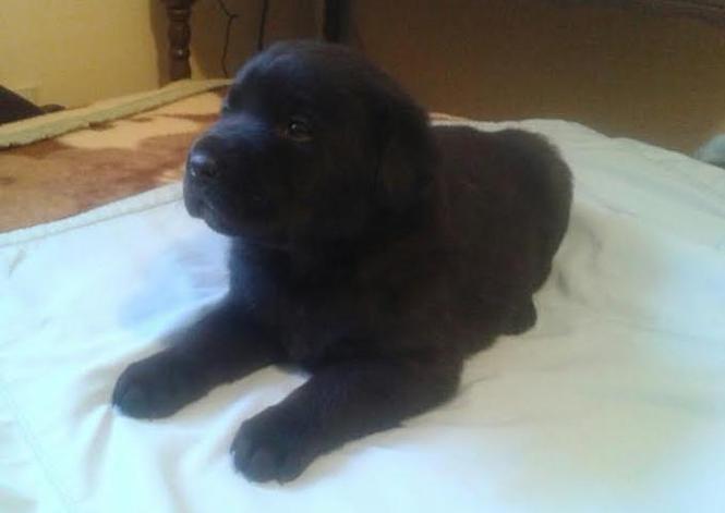 LABRADOR retriver stenci vrhunskog porekla