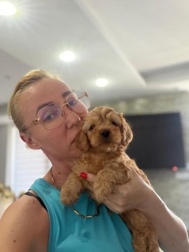GOLDENDOODLE stenci