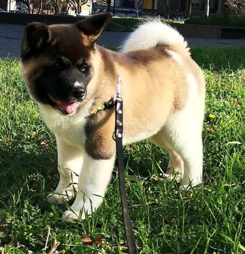 Američka-Akita--muško-štene