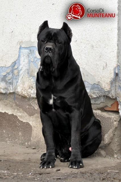 Cane-corso-stenci