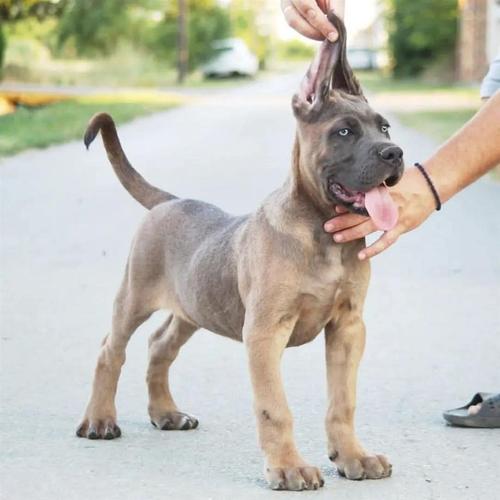 Cane Corso vrhunski štenci