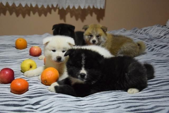 Akita-inu--štenci