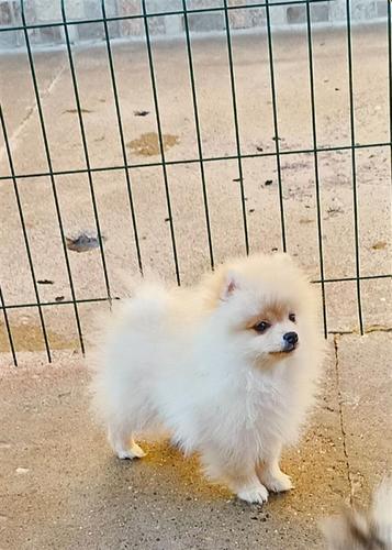 Pomeranski Špic PRELEPI štenci