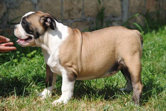 ENGLESKI BULDOG štenci 
