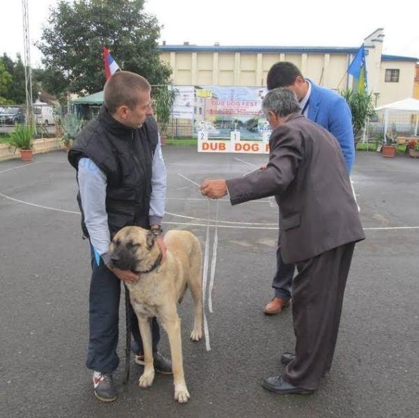 Kangal---Turski-pastirski-pas