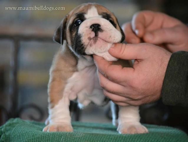 Engleski-buldog--vrhunsko-leglo-