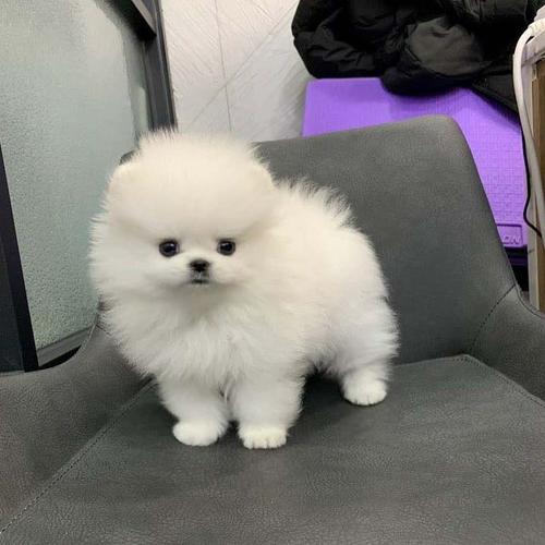 Adorable Poms Whatsapp +37067987419