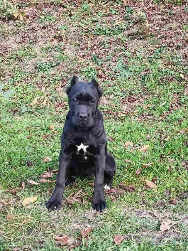 Cane-Corso