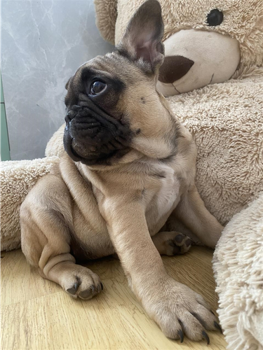 Francuski buldog