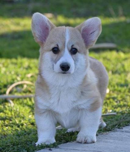 Velški Welski Korgi Corgi Pembrok