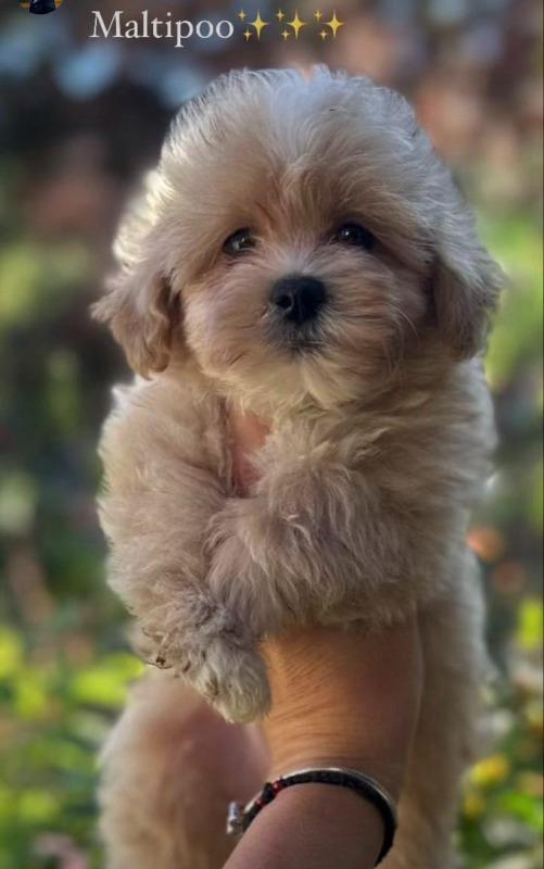 Maltipoo-vrhunske-genetike
