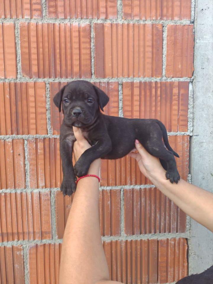 Cane-Corso-štenci-šampionskog-porekla-