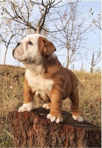 Engleski buldog 