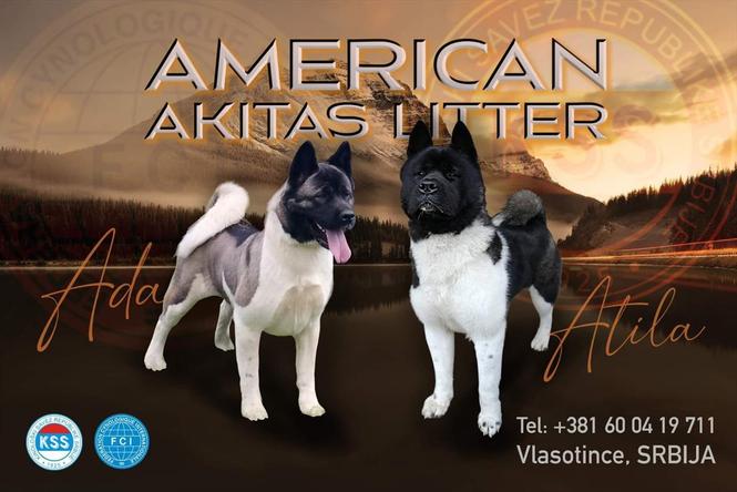 Američka Akita