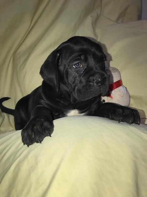 CANE-CORSO---extra-ponuda