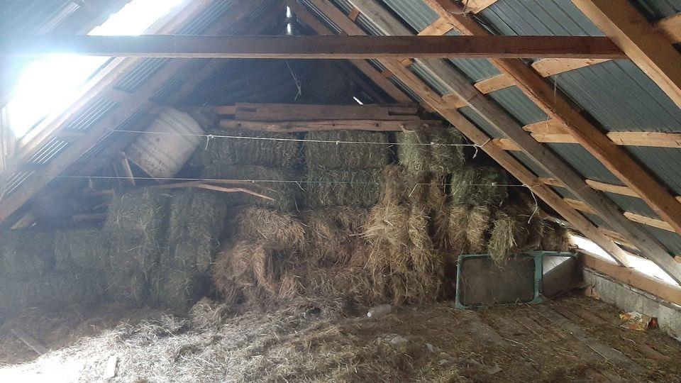 Prodajem-pitome-bale