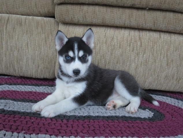 Sibirski Husky psići