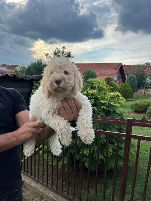 Lagotto-Romagnolo-štenci