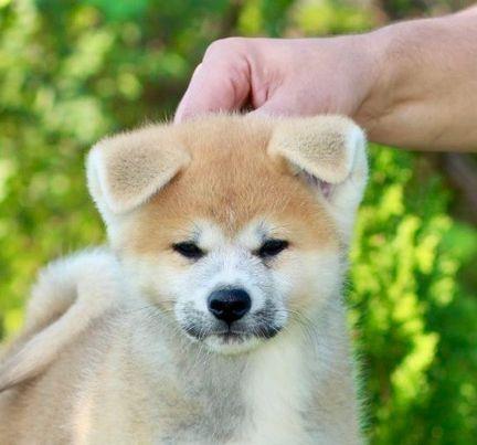 Akita Inu 