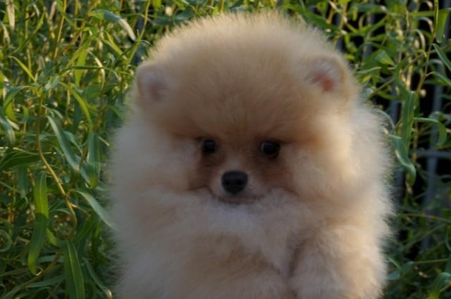 Pomeranski špic – Boo štenci