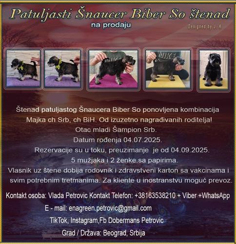 Patuljasti Šnaucer Biber So