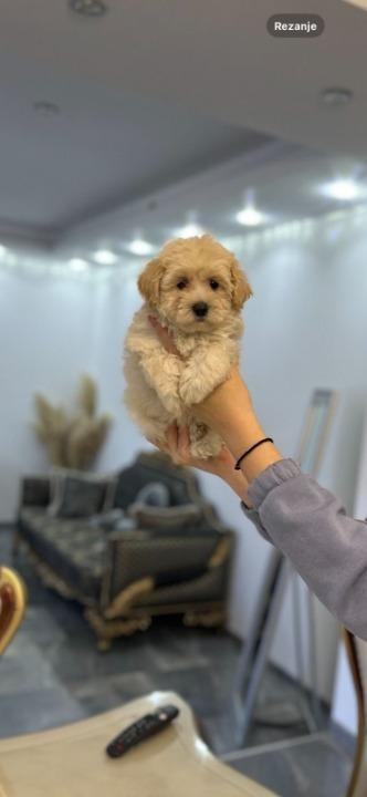 Maltipoo-vrhunske-genetike
