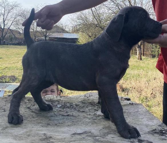 Cane Corso stenci 