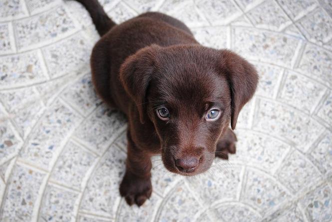 HITNA PRODAJA LABRADOR RETRIVERA