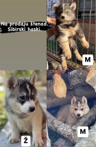 Siberian Husky