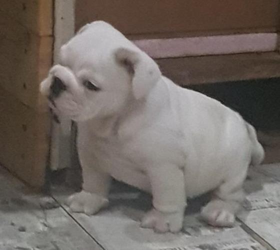 Engleski buldog, štenci na prodaju