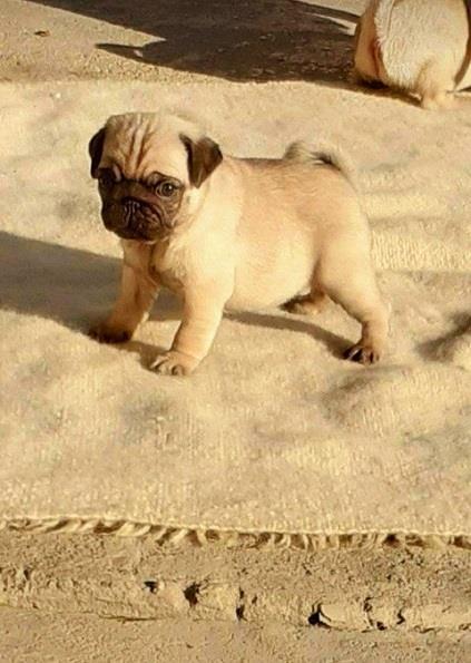 Mops-štenci