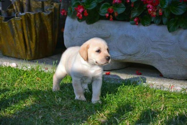 Labrador štenci