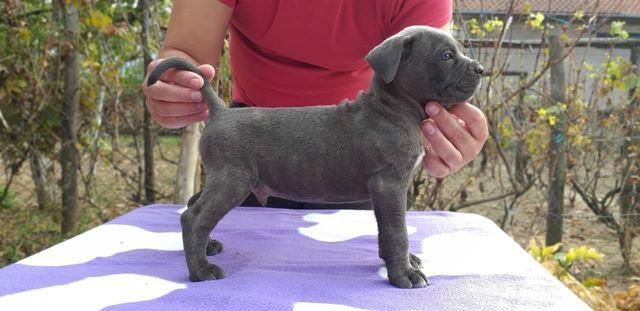 Muski stenci - Cane Corso
