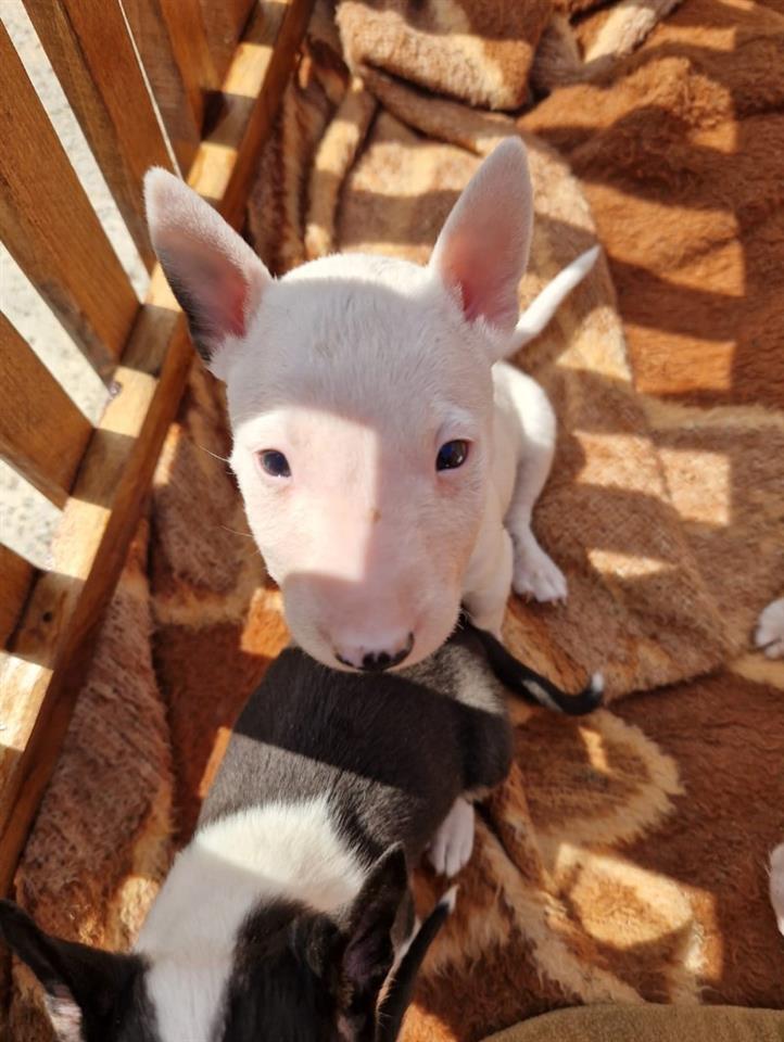 Mini-bull-terijer