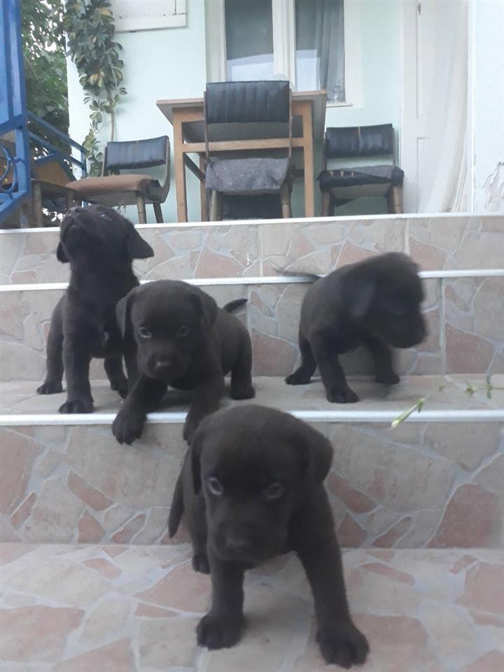Labrador-stenad