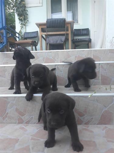 Labrador stenad