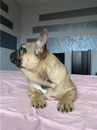 Francuski buldog