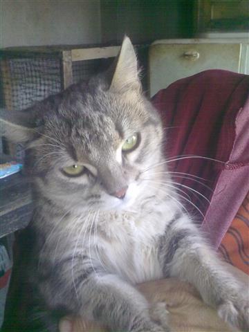 Macka