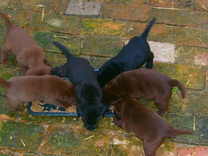  Labrador stenci vrhunskog porekla