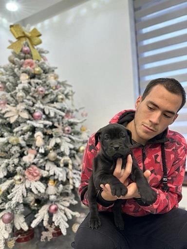 Presa-canario-stenci-
