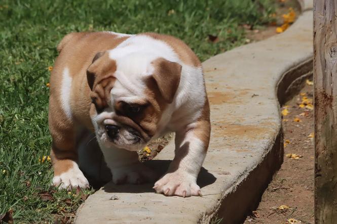 english bulldog puppies
