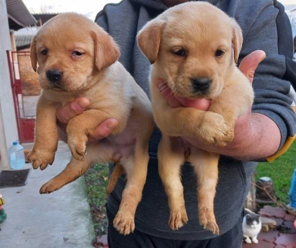Labrador stenci