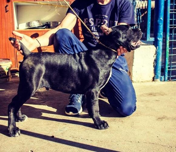 Cane Corso štenci, izložbenog kvaliteta 