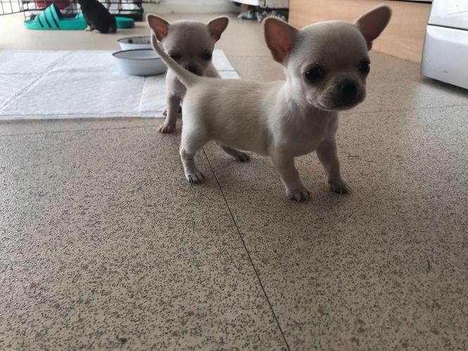 Psi i štenad Chihuahua na prodaju