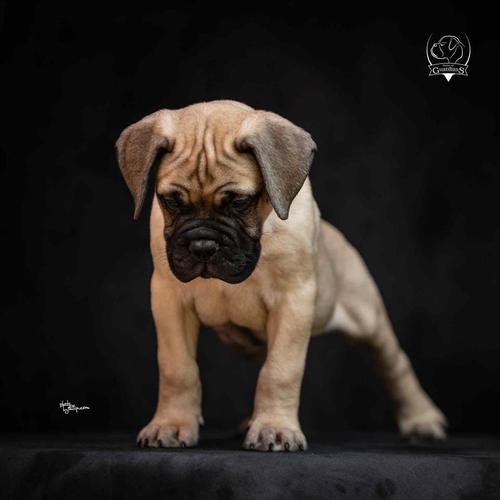 Odgajivačnica bullmastiff-a "Home of Guardians"